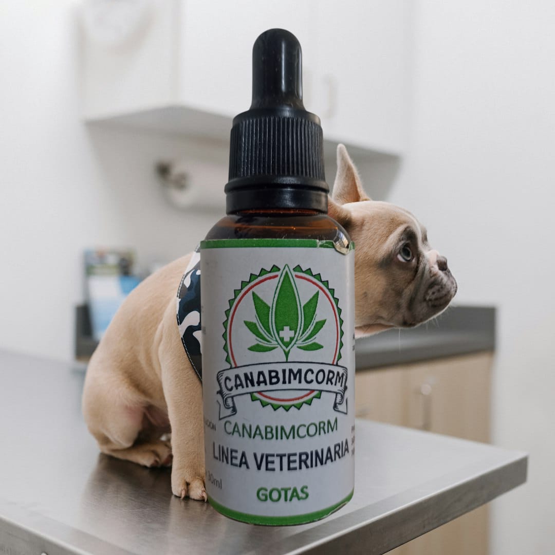 CBD veterinario en consulta